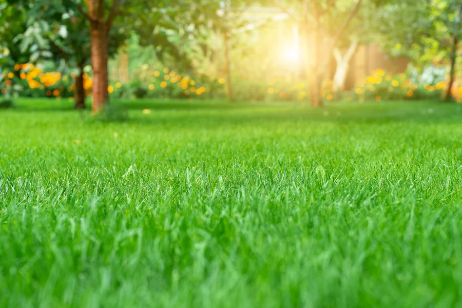 How Regular Lawn Care Enhances Curb Appeal And Property Value Rutland, VT How Regular Lawn Care Enhances Curb Appeal And Property Value Rutland, VT