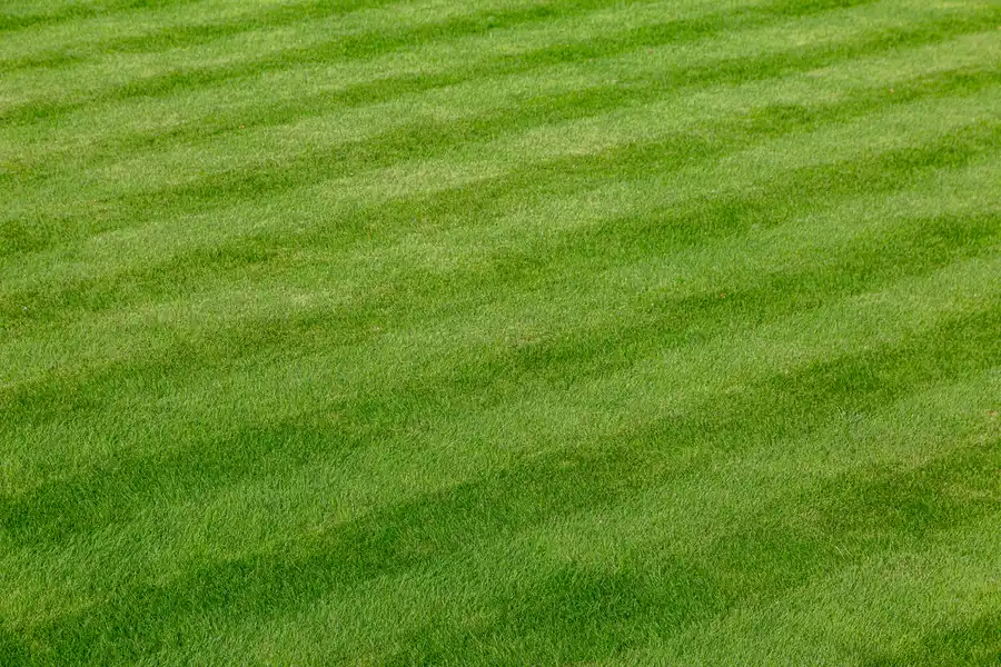 Why Lawn Aeration Is Crucial For Maintaining Healthy Turf Rutland, VT Why Lawn Aeration Is Crucial For Maintaining Healthy Turf Rutland, VT